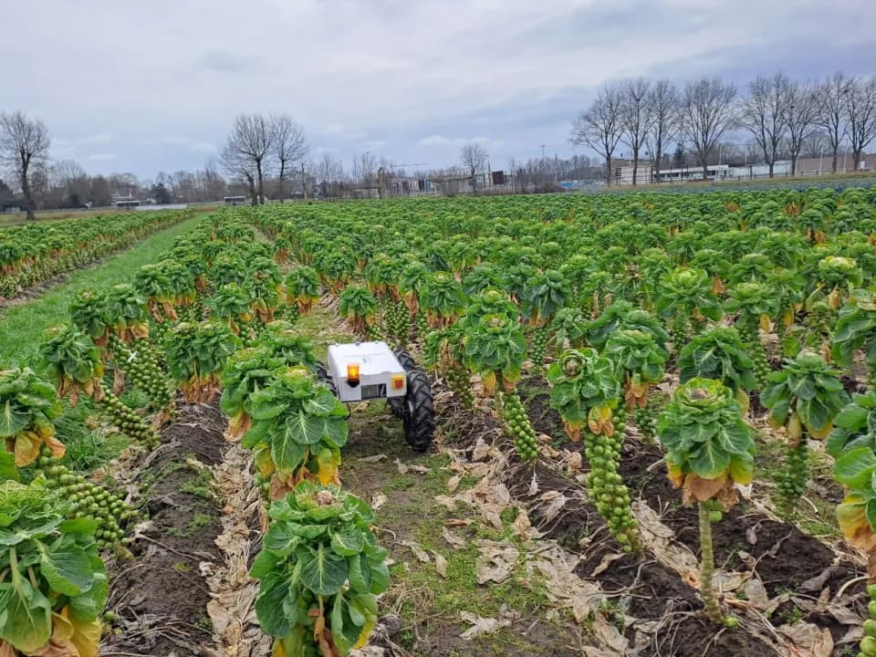 An Orbiba agricultural robot working between rows of vegetables