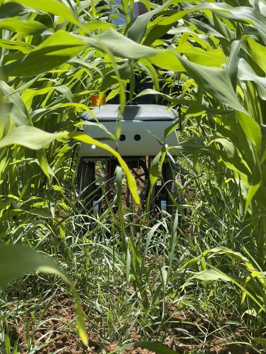 Orbiba Robotics agricultural robot operating between maize rows